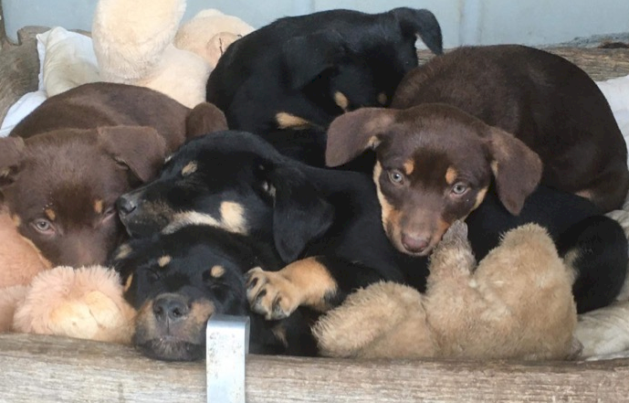 Beautiful Kelpie Puppies - Mix of Red and Tan and Black and Tan - Yea Vic