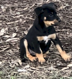 Beautiful Kelpie Puppies - Mix of Red and Tan and Black and Tan - Yea Vic