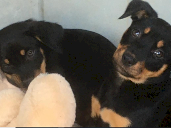 Beautiful Kelpie Puppies - Mix of Red and Tan and Black and Tan - Yea Vic