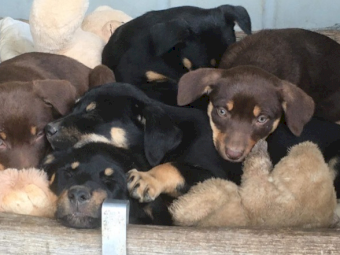 Beautiful Kelpie Puppies - Mix of Red and Tan and Black and Tan - Yea Vic