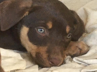Beautiful Kelpie Puppies - Mix of Red and Tan and Black and Tan - Yea Vic