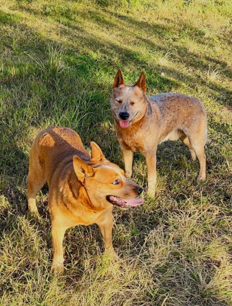 Pure Bred Cattle Dog Pups