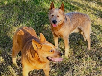 Pure Bred Cattle Dog Pups