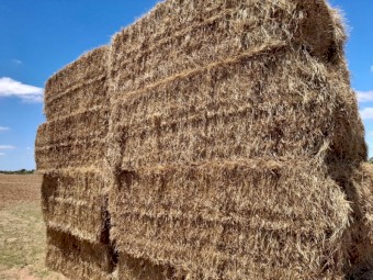 Certified Organic Vetch & Ryegrass Hay Big Squares