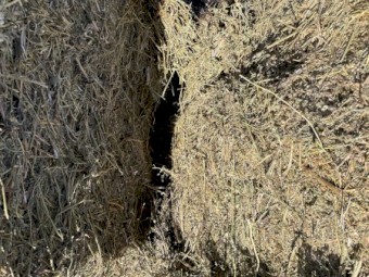 Lucerne Hay 1st cut Feb 2022