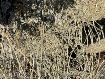 Lucerne Hay 1st cut Feb 2022