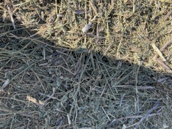 Lucerne Hay 1st cut Feb 2022