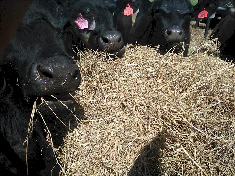 Improved Pasture Silage Bales 10.9% protein