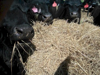 Improved Pasture Silage Bales 10.9% protein
