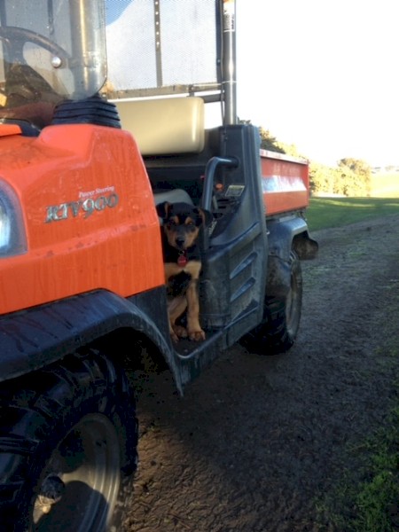 WANTED 2020 Kubota RTV-X900W UTV