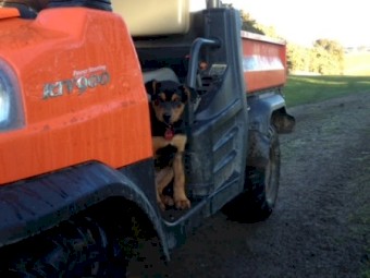 WANTED 2020 Kubota RTV-X900W UTV