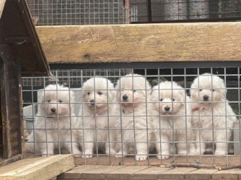 Pure-bred Maremma Sheepdog Pups 