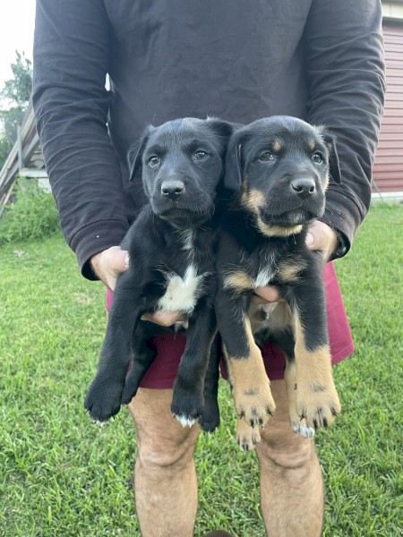Kelpie x Puppies - 2 left