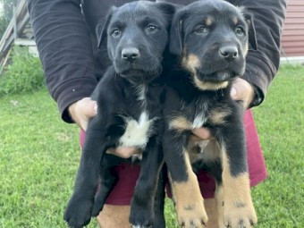 Kelpie x Puppies - 2 left