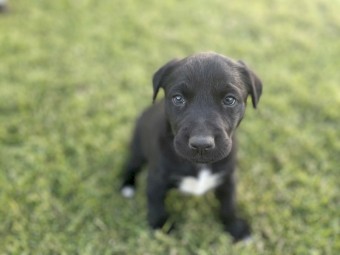 Kelpie x Puppies - 2 left
