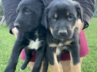 Kelpie x Puppies - 2 left