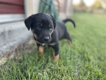 Kelpie x Puppies - 2 left