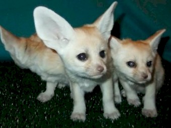 Fennec Foxes for sale 