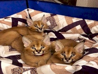Lovely Caracal Kittens for Sale 