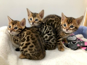 Lovely Bengal kittens for sale 