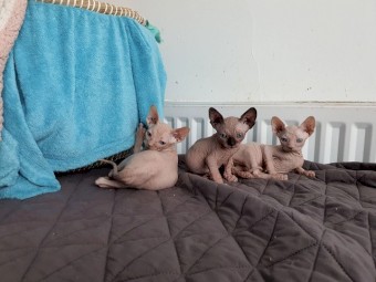 Lovely Sphynx Kittens available  for sale 