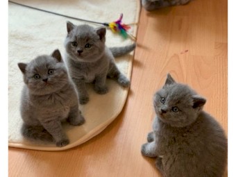 British shorthair kittens for sale 
