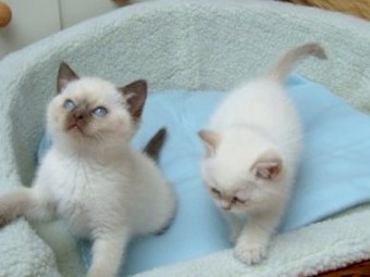 Lovely Ragdoll kittens available for sale