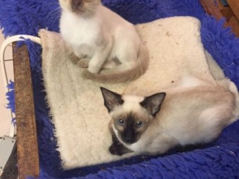 Adorable Siamese kittens for sale