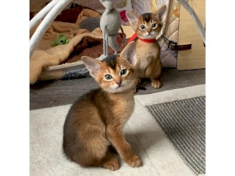 Cute Abyssinian Kittens For Sale 