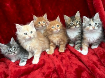 Lovely Maine Coon Kittens for sale