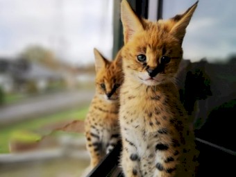 Beautiful Several Kittens for sale 