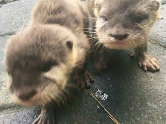 Lovely Otters available for sale