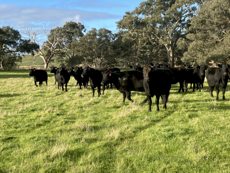 25 Angus cows 3 and 4 year old PTIC