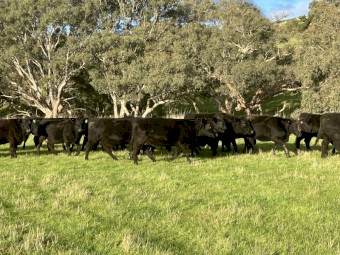 25 Angus cows 3 and 4 year old PTIC