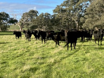 25 Angus cows 3 and 4 year old PTIC