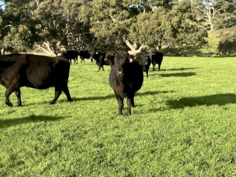 25 Angus cows 3 and 4 year old PTIC