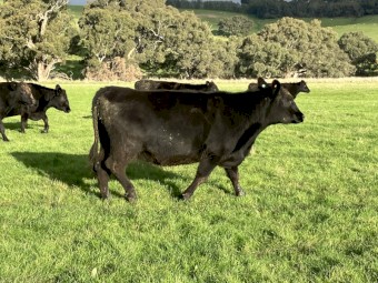 25 Angus cows 3 and 4 year old PTIC