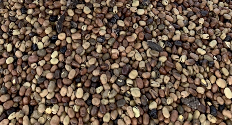 40mt Mouldy Doza Faba Beans (Stock Feed)