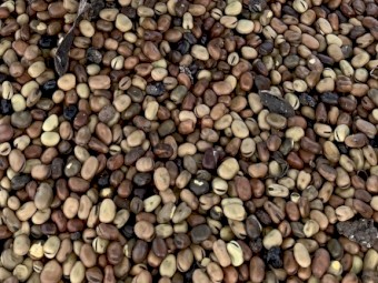 40mt Mouldy Doza Faba Beans (Stock Feed)