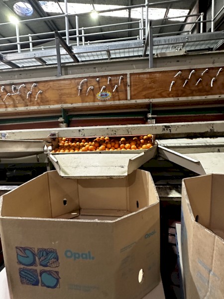 Roda Dix fruit grader 