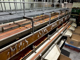 Roda Dix fruit grader 