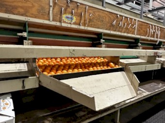 Roda Dix fruit grader 