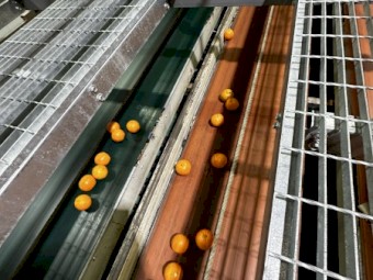 Roda Dix fruit grader 