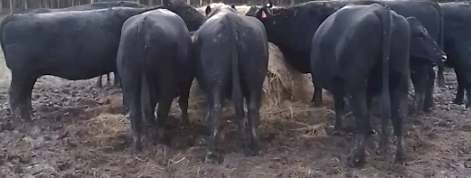 5 x Black Angus Cows PTIC