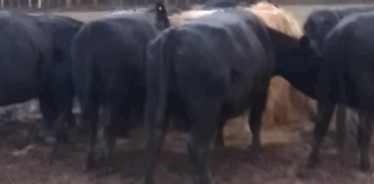 5 x Black Angus Cows PTIC