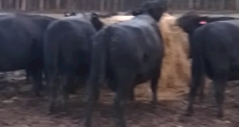 5 x Black Angus Cows PTIC