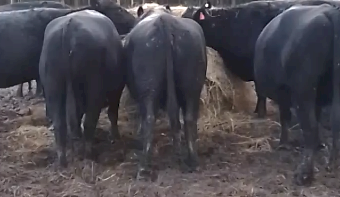 5 x Black Angus Cows PTIC