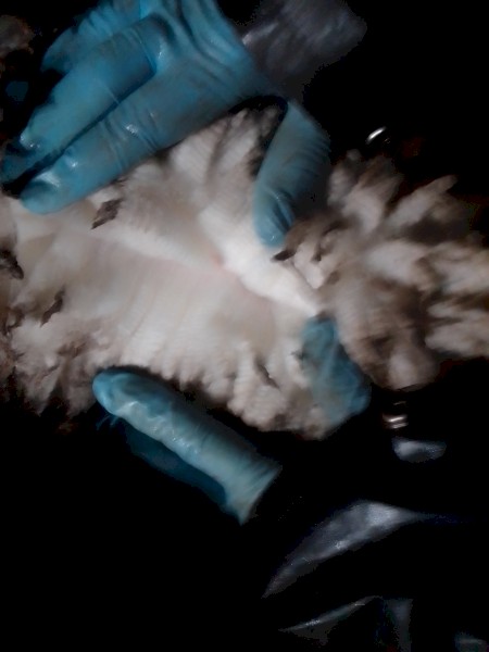 Merino Rams Firgrove