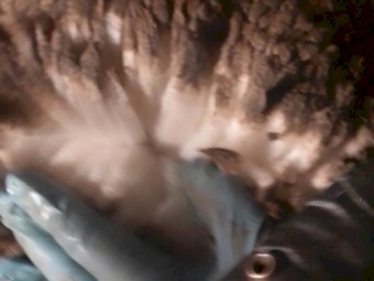 Merino Rams Firgrove