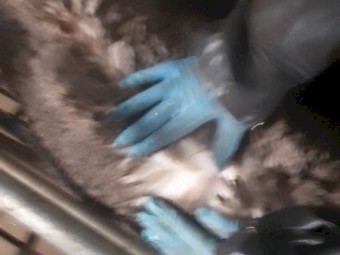 Merino Rams Firgrove